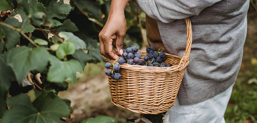 Picking grapes