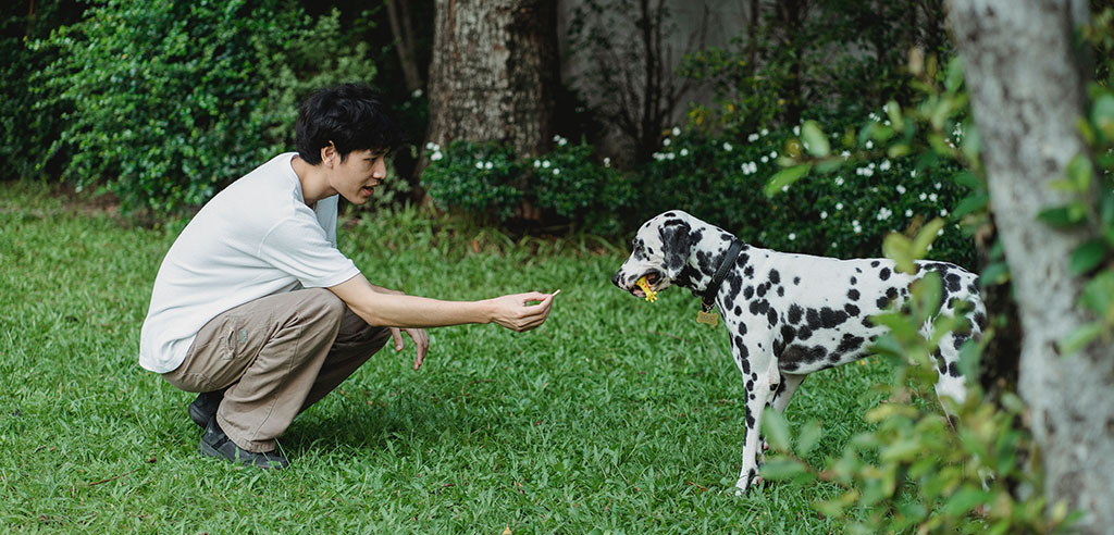 Rent out your yard to pet owners