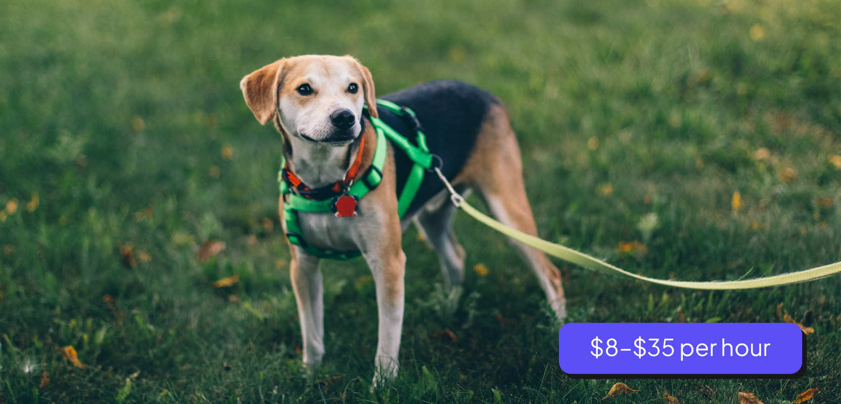 Dog on a leash being walked as part of a pet care side hustle