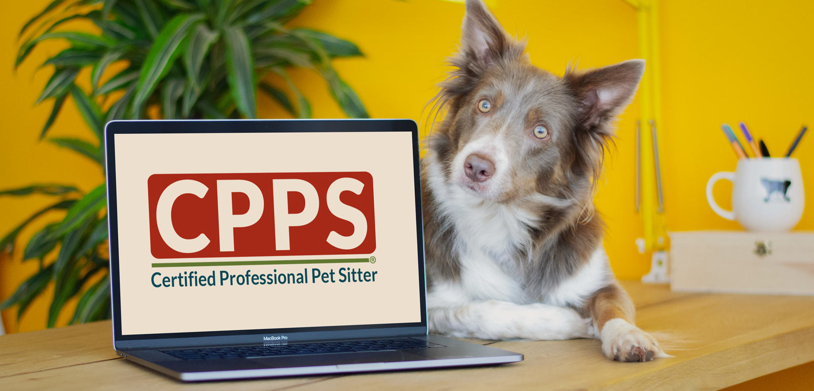 Dog sitting next to a laptop displaying a Certified Professional Pet Sitter logo