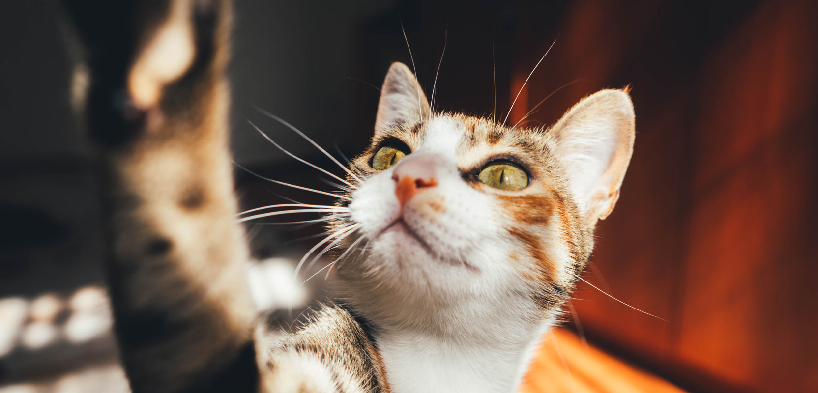 Naughty cat scratching at something out of frame