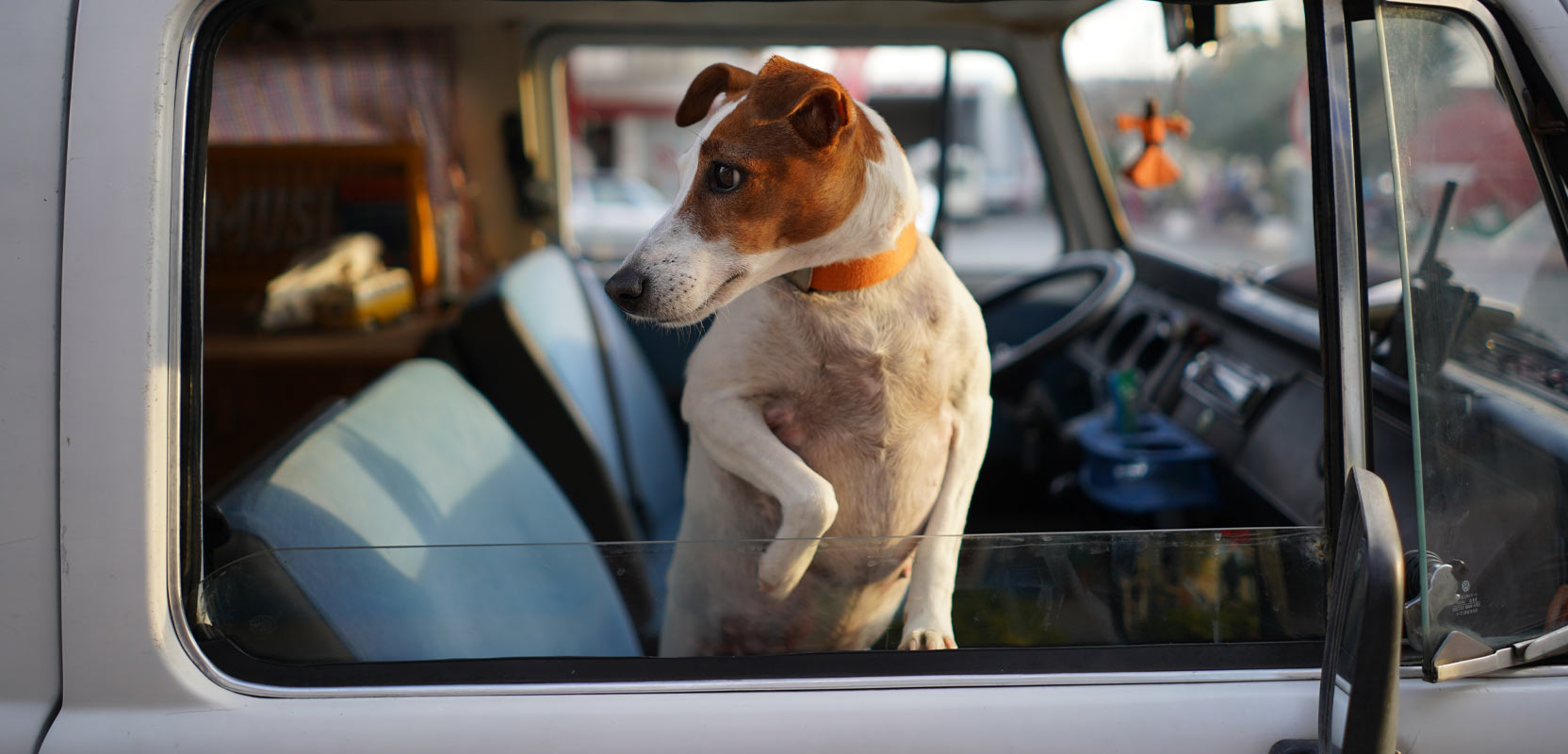Dog in a car looking out the window