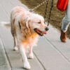 Professional dog walker walking down the street holding a leash attached to a large, white dog