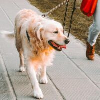 Professional dog walker walking down the street holding a leash attached to a large, white dog