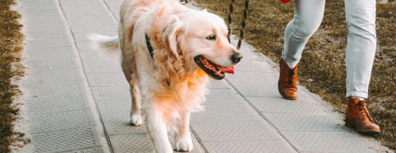 Professional dog walker walking down the street holding a leash attached to a large, white dog
