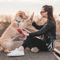 How to become a dog trainer