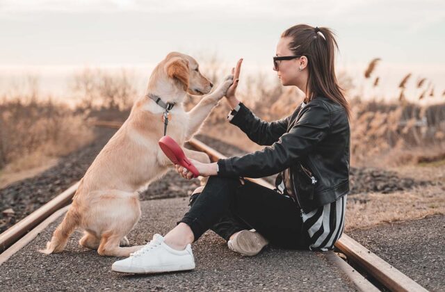 How to become a dog trainer
