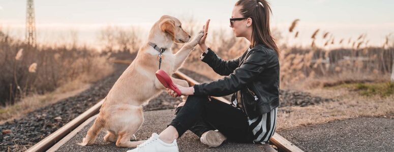 How to become a dog trainer