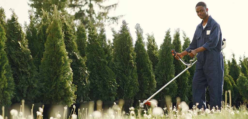 lawn care in summer