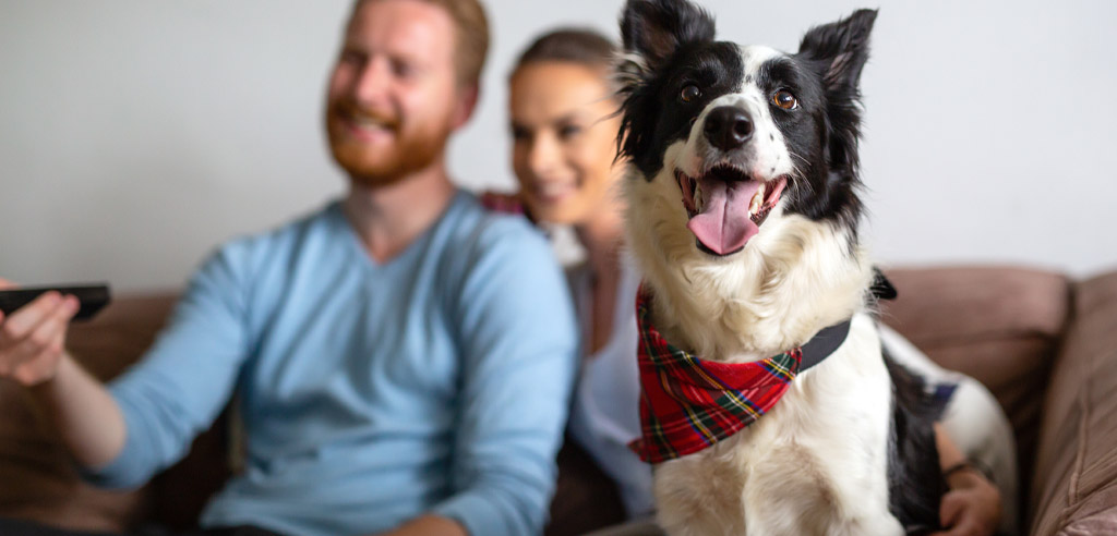 Happy dog sitting next to a couple on a couch