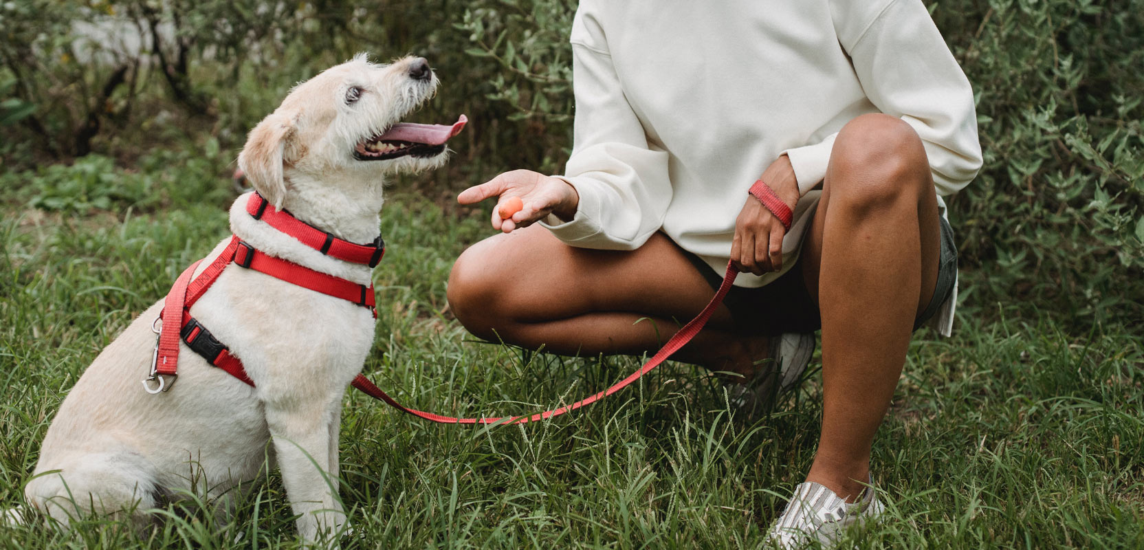 Dog-walker squatting next to a dog and holding out a treat