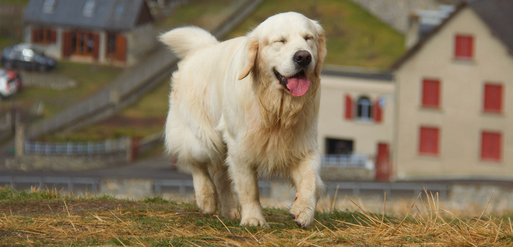 Happy dog running across a field, with houses in the background