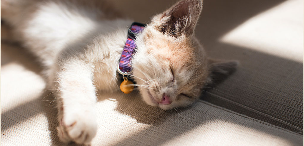a sleeping cat