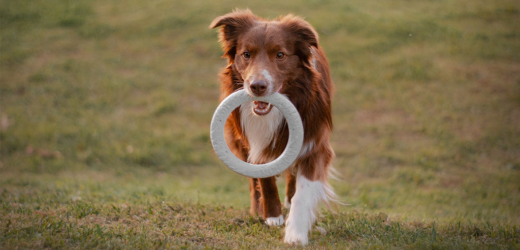 a trained dog