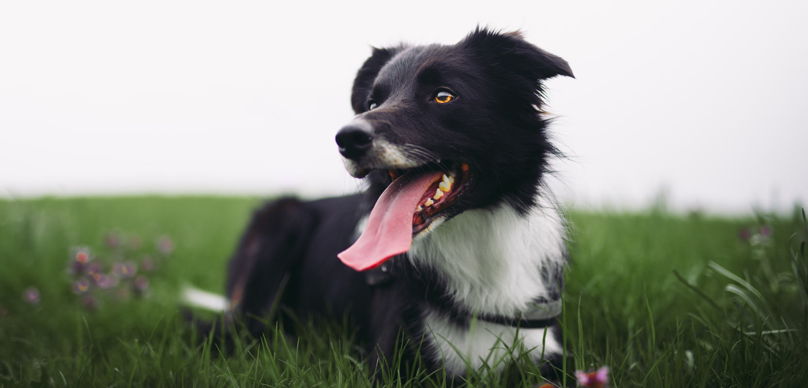 Border Collie sitting on a grassy field