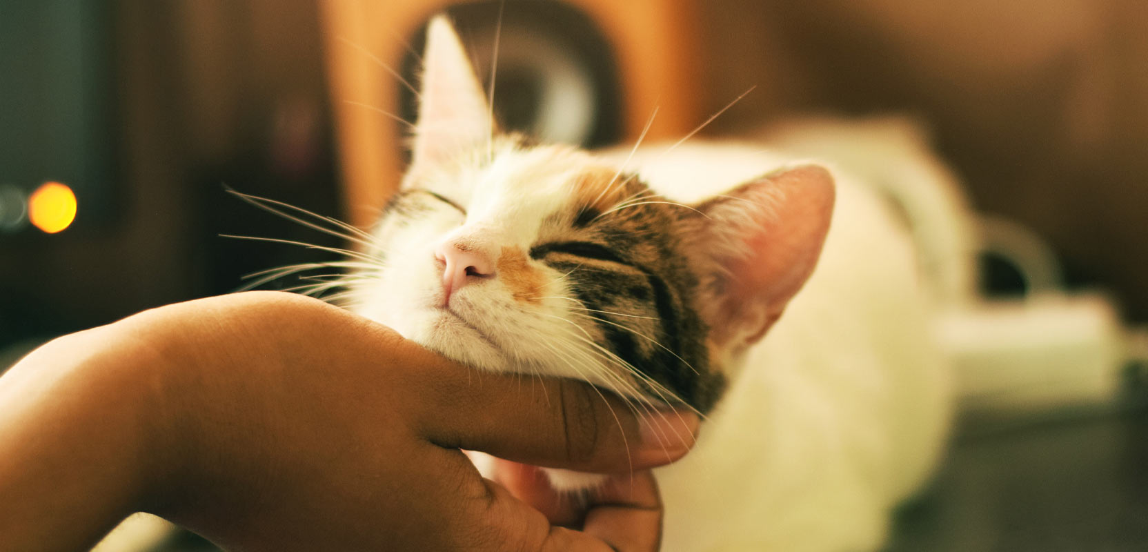 Pet sitter showing love to a pet cat by petting them on the chin